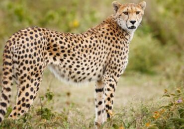 African safari holiday