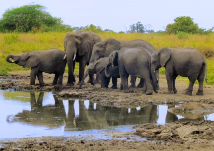 Explore Arusha National Park – Safari Adventure Near Kilimanjaro