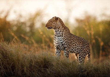 12 Days / 11 Nights: Taste of Northern Tanzania Safari