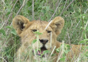 6 Days 5 Nights Public Camping in Tanzania