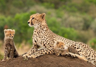 Epic 7-Day Tanzania Public Camping Safari – Ultimate Wildlife Adventure