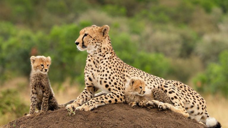 How-to-Photograph-Cheetahs-3-1200x675-cropped