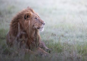 12 Days 11 Nights: Taste Of Northern Tanzania Safari