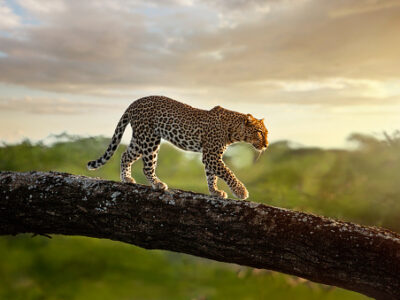 A leopard at sunrise on the tree in the Masai Mara National Reserve.