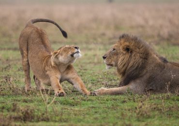 9 Days Big Cats Safari