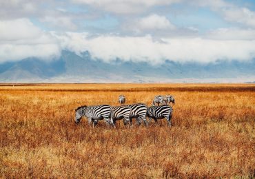 13 Days Tanzania photographic safari