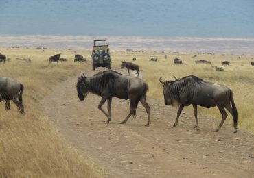 Best time to Travel In Tanzania