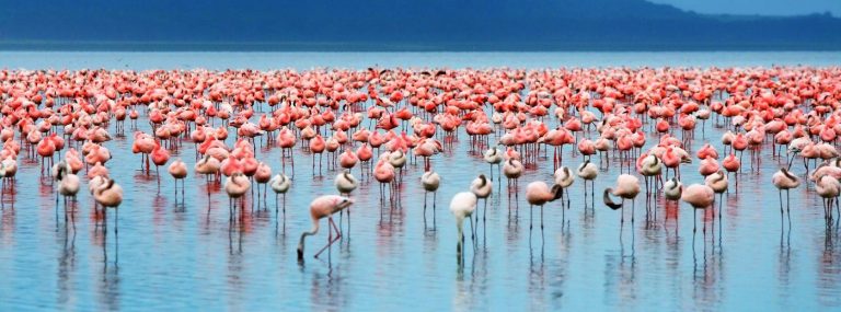 Lake-Manyara