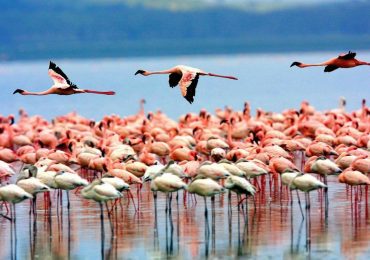 Ultimate Bird Watching Safari in Tanzania – Witness Exotic Wildlife
