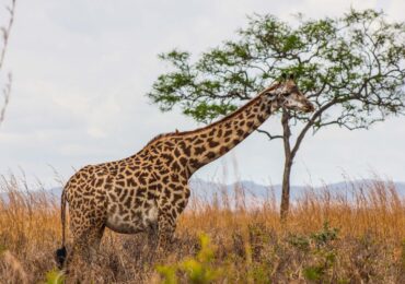 Embark on an unforgettable 5 Days 4 Nights Tented Camping in Tanzania, exploring the iconic Tarangire National Park, Serengeti National Park, and Ngorongoro Conservation Area.