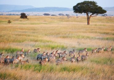 Unforgettable 6-Day Wilderness Safari Experience