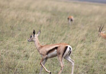 5 Days Public Camping Safaris