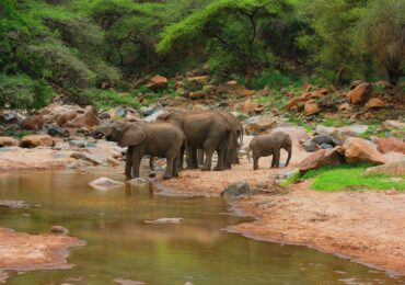 Elephant at the Beach in Mikumi