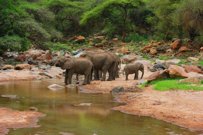 Elephant at the Beach in Mikumi