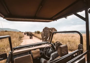 Game Drive