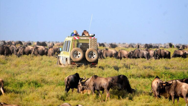 Game drive at Serengeti National Park