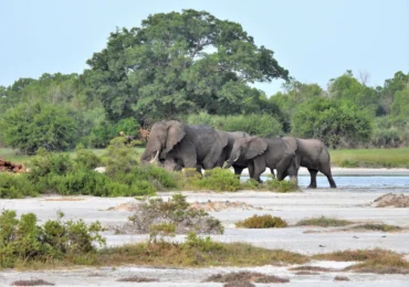 Elephants in Tanzania Parks - Rock to Bush Adventures