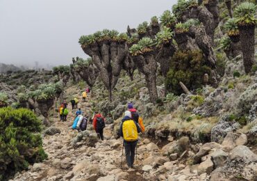 Plants and Clients at Kilimanjaro photo by Rock to Bush Adventures