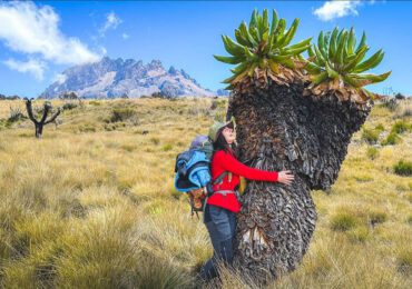 Kilimanjaro Plants by Rock to Bush Adventures