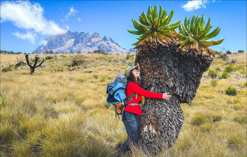 Kilimanjaro Plants by Rock to Bush Adventures
