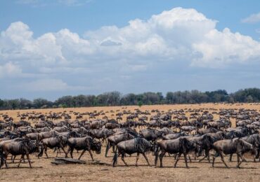 10 Days Serengeti Wildebeest Migration Safari