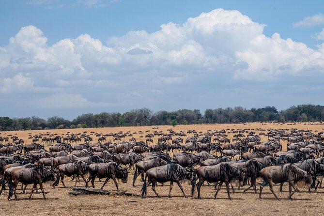 10 Days Serengeti Wildebeest Migration Safari