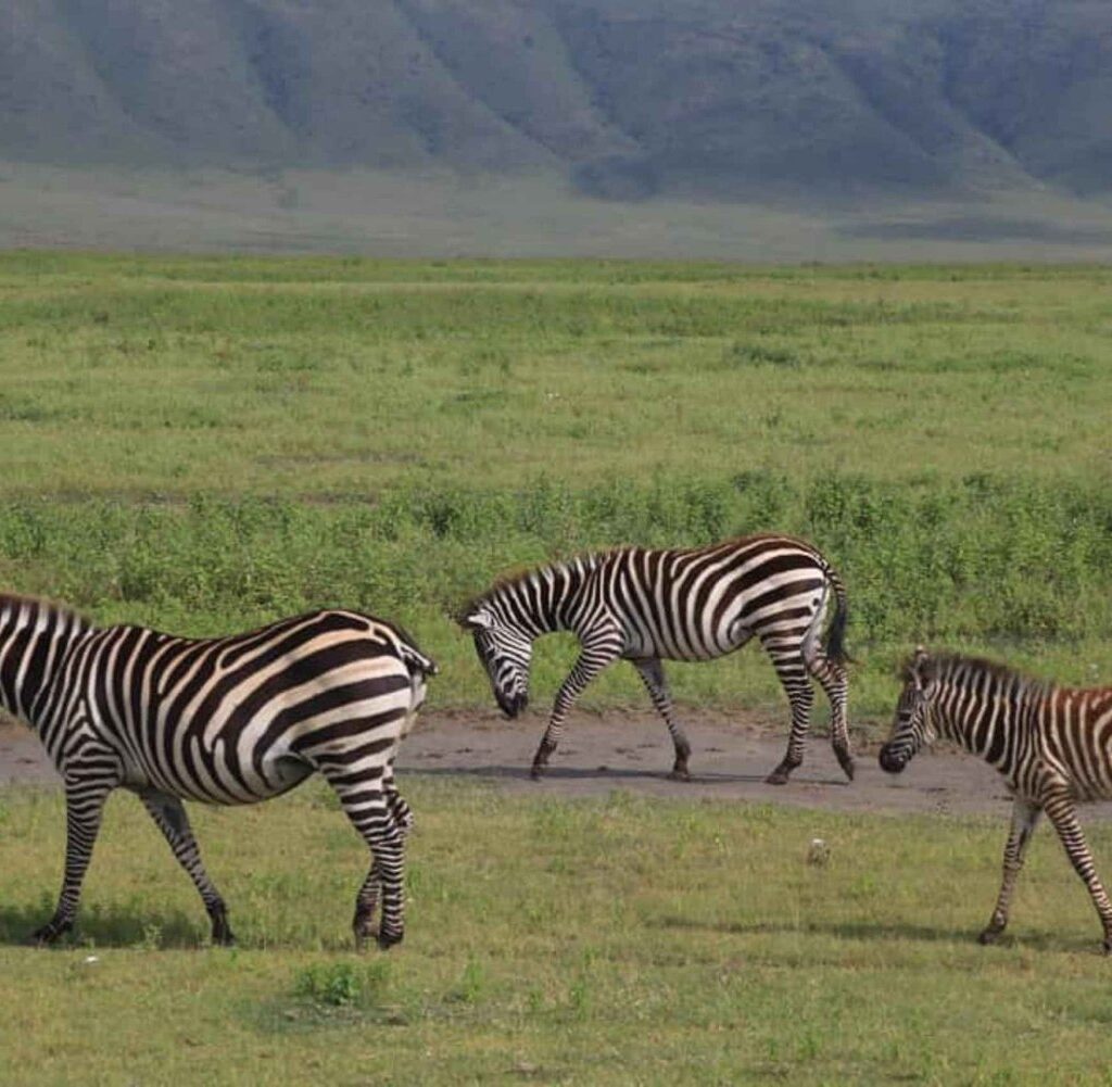 13 Days Tanzania photographic safari