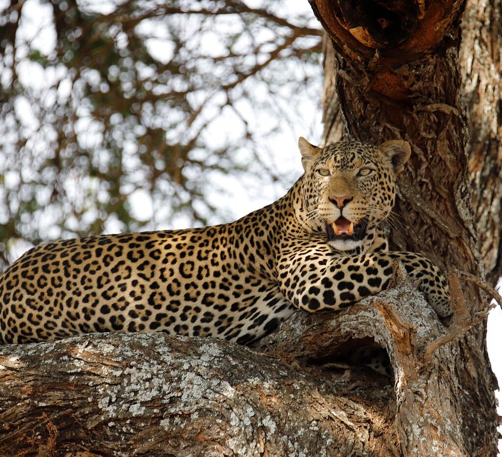Tanzania Holidays | 12 Days / 11 Nights