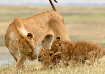 4-Day Tanzania Safari Tours