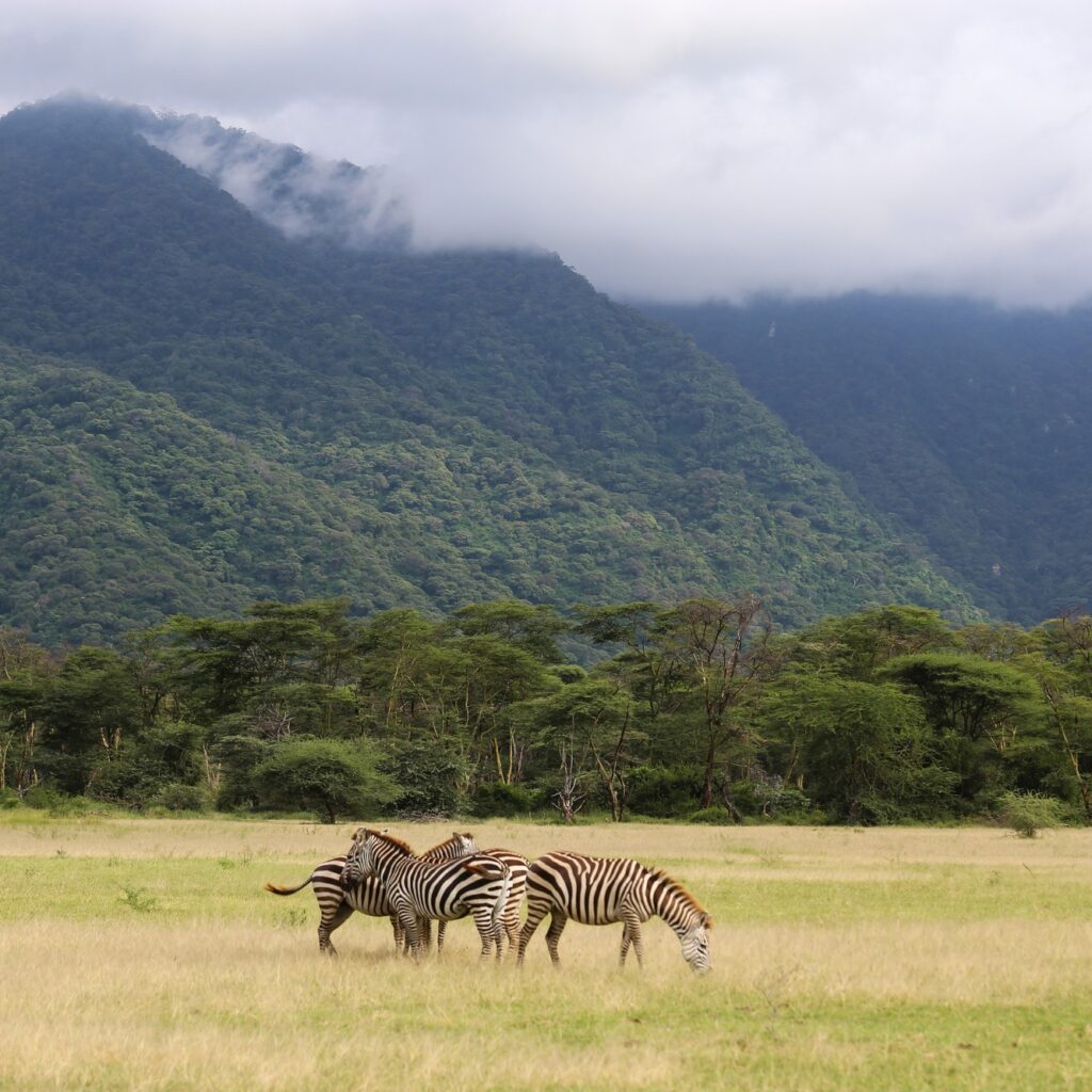 Afrikas Wildnis Erleben: So Fühlt Sich Eine Echte Safari An