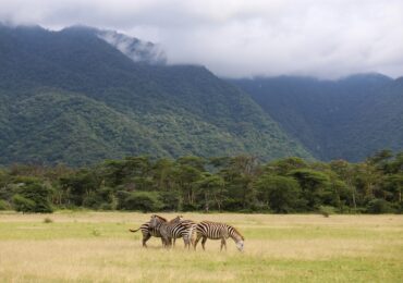 Afrikas Wildnis Erleben: So Fühlt Sich Eine Echte Safari An