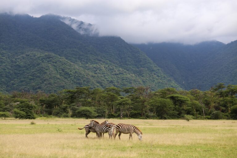Afrikas Wildnis Erleben: So Fühlt Sich Eine Echte Safari An