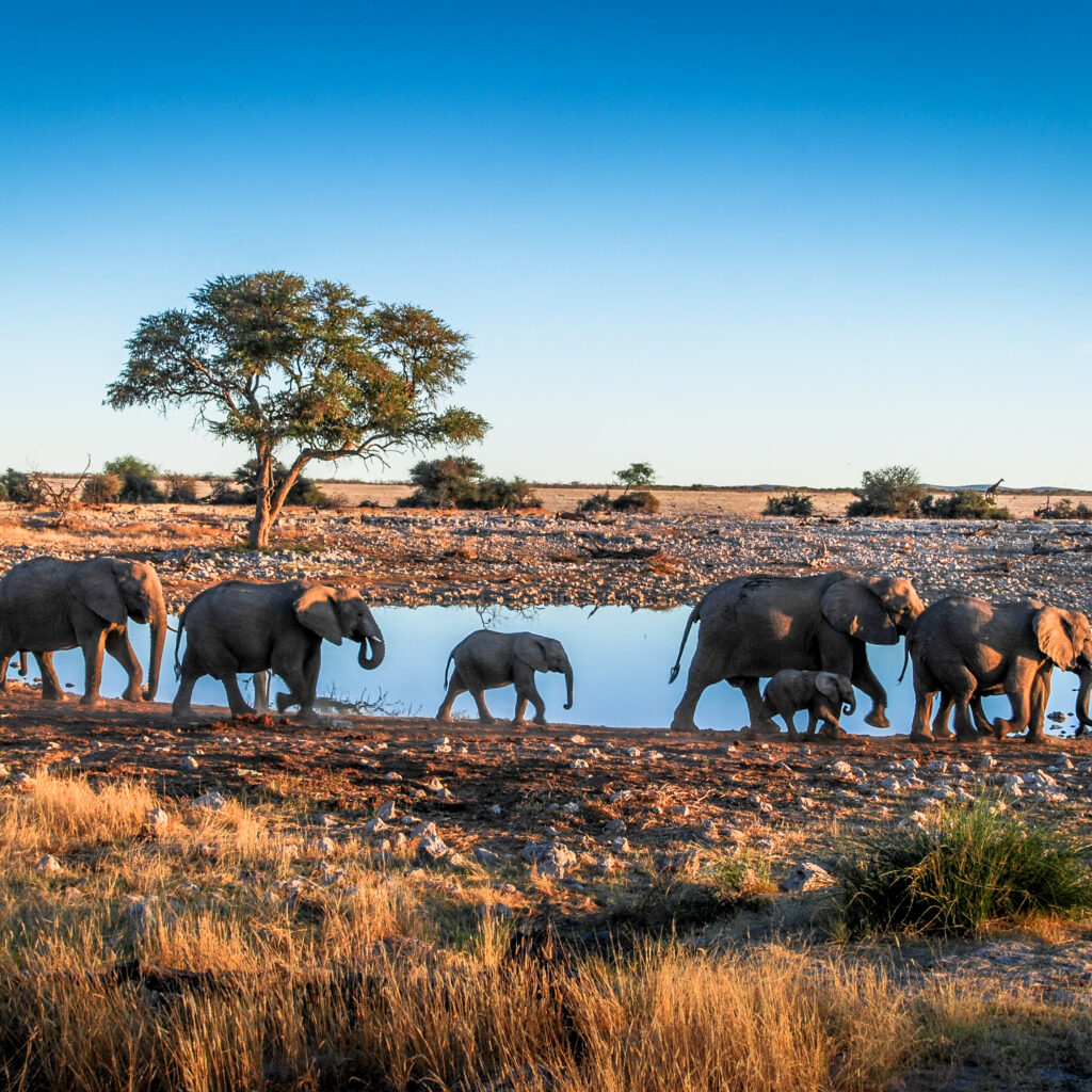 Ce Qui Rend un Safari Africain Vraiment Exceptionnel