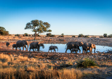 Ce Qui Rend un Safari Africain Vraiment Exceptionnel