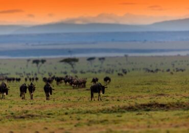 How an African Safari Changes the Way You See Wildlife
