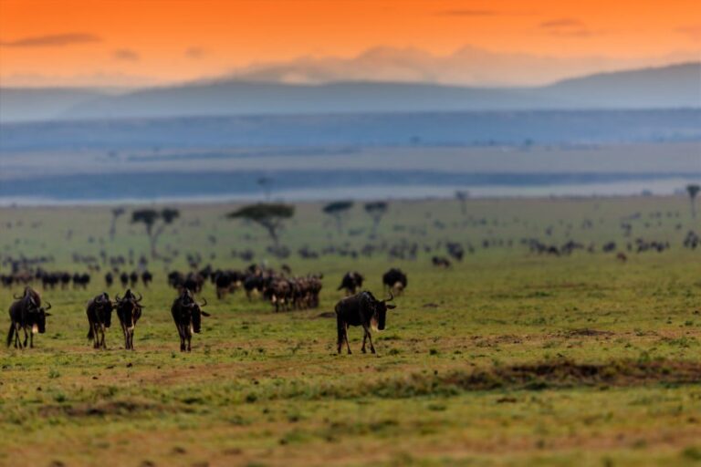 How an African Safari Changes the Way You See Wildlife