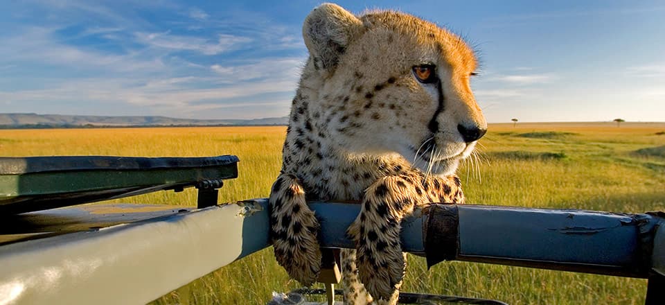 Pourquoi le Safari en Afrique Fait Rêver Autant de Voyageurs