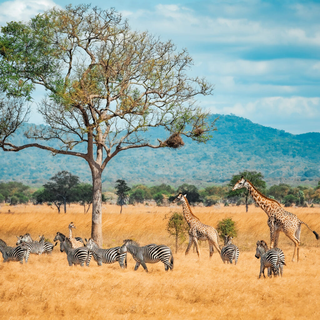 Première Expérience de Safari : Ce Qu’il Faut Absolument Savoir