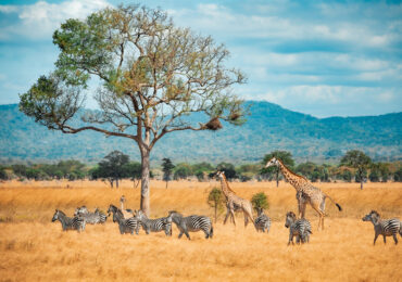 Première Expérience de Safari : Ce Qu’il Faut Absolument Savoir