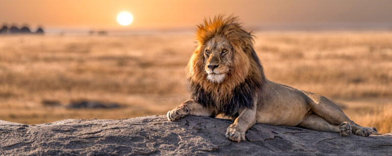 Safari Planung Die Wichtigsten Tipps für Naturfans