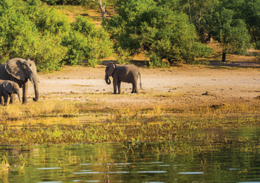 Safari en Afrique : Entre Émotions Fortes et Nature Sauvage