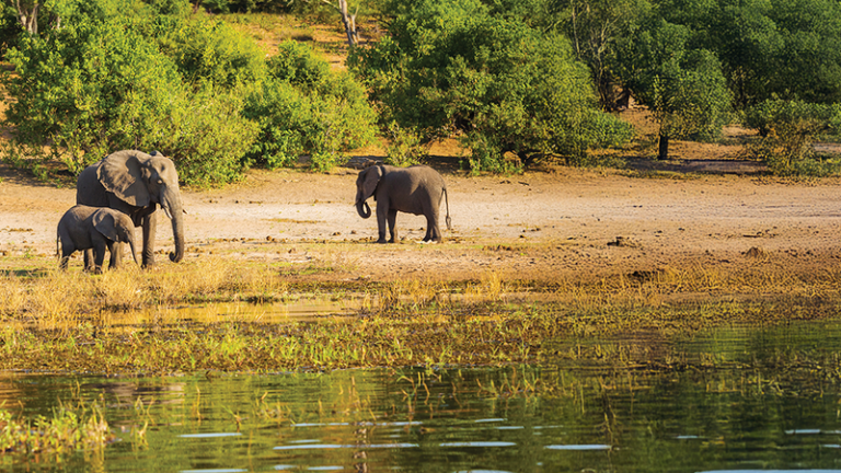 Safari en Afrique : Entre Émotions Fortes et Nature Sauvage