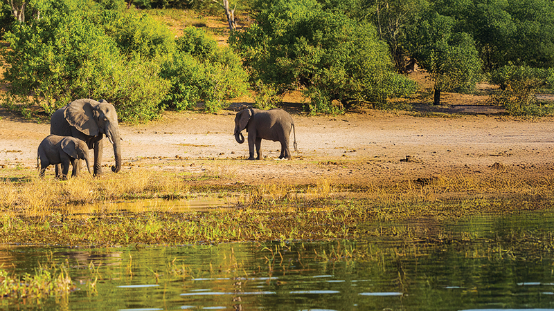 Safari en Afrique : Entre Émotions Fortes et Nature Sauvage