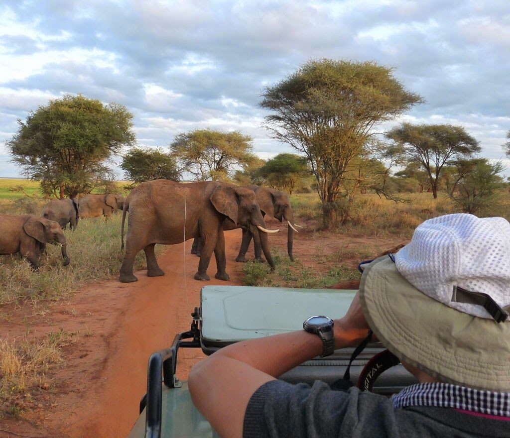 Was Eine Afrika Safari Wirklich Besonders Macht