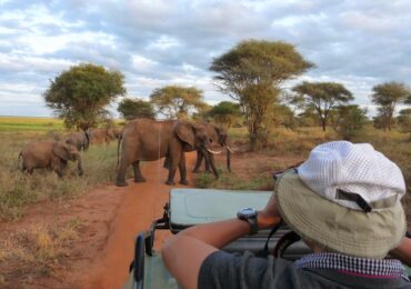 Was Eine Afrika Safari Wirklich Besonders Macht