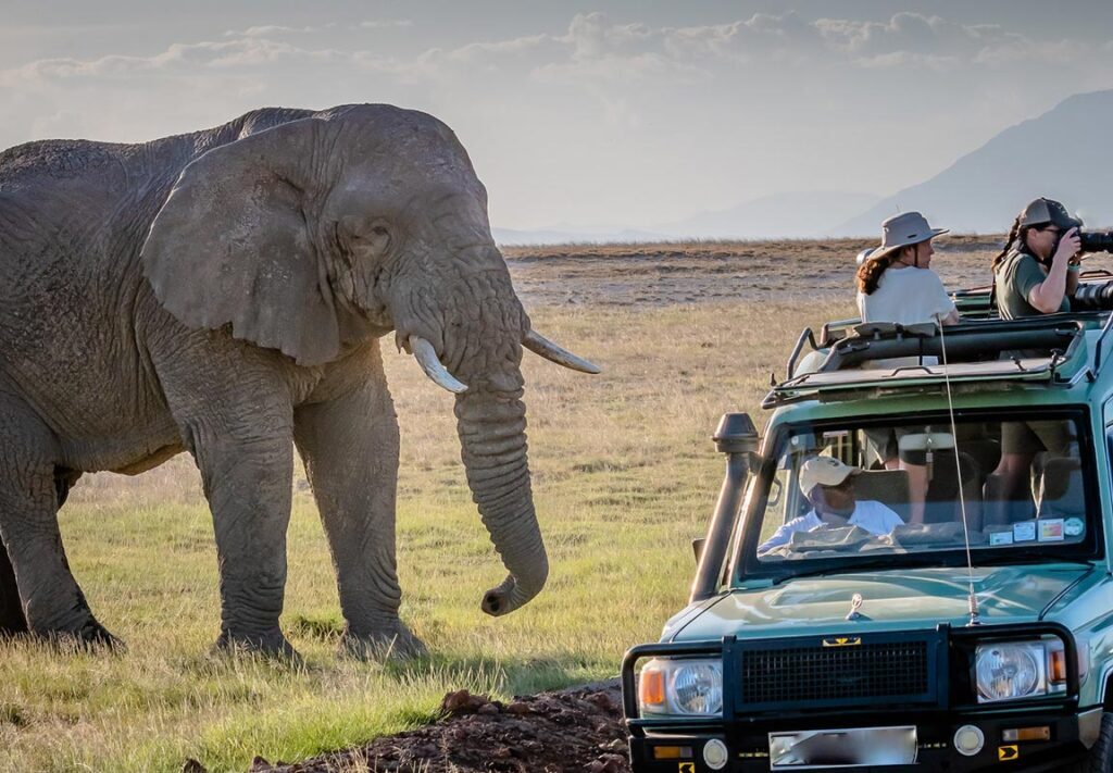 Why Game Drives Are the Most Exciting Part of an African Safari